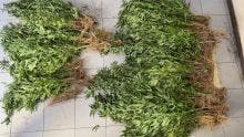 Au Morne : plus de 2 300 plants de cannabis déracinés