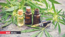 Six cas à l’étude devant le comité thérapeutique sur le cannabis médicinal