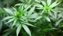 La Thaïlande envisage de recriminaliser le cannabis, menaçant une industrie d'un milliard de dollars