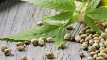 Grande-Rivière Nord-Ouest : 1 134 graines de cannabis découvertes chez un Malgache 