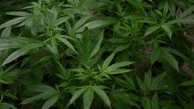 À Saint-Félix : plus de 120 plants de cannabis déracinés sur un terrain abandonné