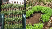 Mount : 3 700 plants de cannabis déracinés