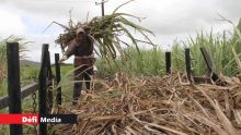 Campagne 2021 :la récolte sucrière estimée à 270,000 tonnes