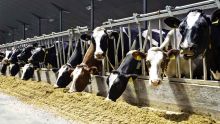 Cattle breeding: Foot and mouth disease disrupts sector take-off