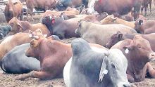 Cattle Foot and Mouth disease: Authorities struggling to contain the spread