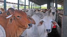 No more cattle imports from South Africa