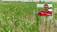 Rivière-du-Poste : Les grosses averses inondent son champ de maïs