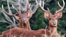 Coup d’envoi de la saison de la chasse aux cerfs