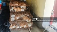 Chine : 150 chats sauvés de la marmite par la police