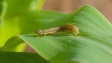 Rodrigues : la chenille légionnaire menace les plantations de maïs