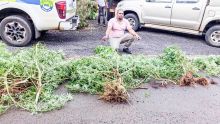 À Crève-Coeur : un cultivateur de cannabis dans les mailles du filet de l’Adsu