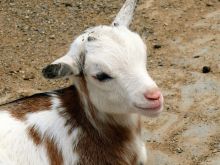 A D’Epinay : huit chèvres disparaissent d’une ferme