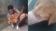 Transfusion sanguine : le chien Rusky vient en aide à Ajinomoto qui est toujours dans un état critique