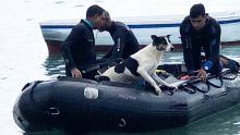 Montagne Zako: un chien sauvé de la noyade par des plongeurs de la NCG