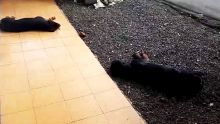 Vacoas : deux Rottweilers tiennent une famille « en otage »