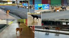 Confinement : des meutes de chiens errants envahissent les rues
