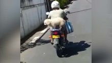 Calodyne : il promène ses trois chiens sur sa moto