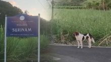 Surinam : Vishnu Armon suspecté d’avoir tué des chiens et vendu leur chair