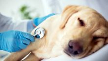 Votre chien pourrait être plus vieux que vous le pensiez 