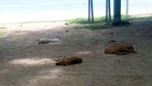 Trou-aux-Biches : des chiens profitent de la plage 