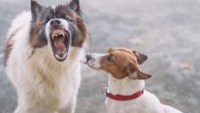 « Au Cœur de l'Info » : faut-il durcir la loi contre les propriétaires de chiens irresponsables ?