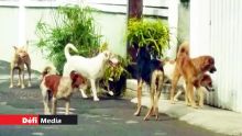 La Mauritius Society for Animal Welfare sort de son silence sur les expériences scientifiques