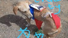 Vu sur le web : un chien «politisé» porte des oriflammes d’une alliance politique