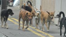 La MSAW ne capturera plus des chiens errants : «Ce n’est qu’une première victoire», pour l’ONG Rescue Animal in distress