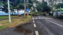 Avis de vents forts : gare aux chutes d’arbres 