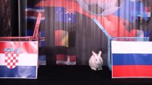 Croatie-Russie et Angleterre-Suède : découvrez les pronostics de Zougadou, le lapin mauricien