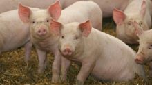 La Chaumière : une centaine de porcs soupçonnés d’avoir contracté la fièvre aphteuse