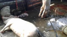 Saint-Martin : abattage illégal de porcs