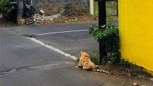 Pour inciter les habitants à ne pas sortir à  Mahébourg : gare au «tigre» !