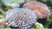 En Australie, hécatombe catastrophique de coraux dans la Grande barrière