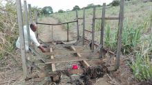 Grand-Bois : un laboureur retrouvé mort sous une «corbeille» de cannes
