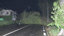 Coromandel : un énorme arbre s’abat sur la route, de nombreux foyers dans le noir