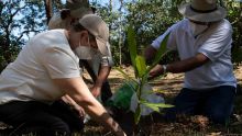 Covid-19: une fondation du Costa Rica veut planter six millions d'arbres en mémoire des victimes