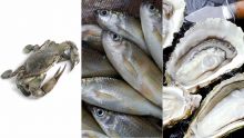 Poudre-d'Or : crabes, poissons et huîtres emportés d’un barachois