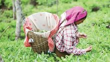 Journée internationale dimanche : plus de 1 000 tonnes de thé sont produites chaque année