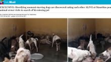 Chiens maltraités : le Daily Mail parle de « chiens affamés qui s’entredévorent » 