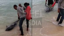 Riambel : un dauphin s’échoue sur la plage 