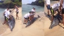 Un dauphin s’échoue sur la plage de Gris-Gris : «le mammifère marin se débattait», témoigne un officier de la NCG