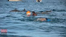 Nage avec les dauphins : des plaisanciers réclament l'intervention urgente du PM 