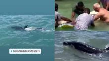 À Roches Noires : un dauphin retrouvé mort dans le lagon 