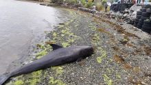 Pointe-aux-Feuilles : un autre dauphin retrouvé mort, bilan à 49 cétacés victimes de l'hécatombe 
