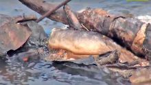 Dead eels and fish found in Tabac River