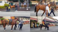 À la marche : les chevaux en évidence pour la 2e journée