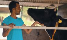 [Reportage] Vishal Gokhool : sa vache, sa confidente... 
