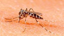 Dengue : 107 cas répertoriés à Maurice