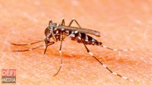 La dengue, l'autre épidémie qui frappe aussi La Réunion